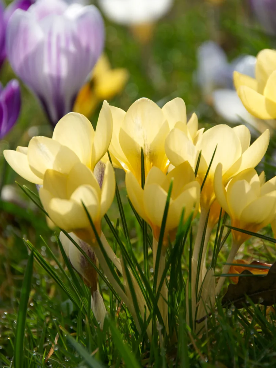 Krokus Romance - Bild 4