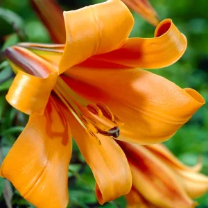 Lilja 'African Queen'
