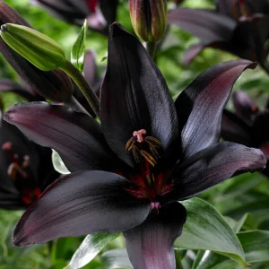 Lilja 'Landini'