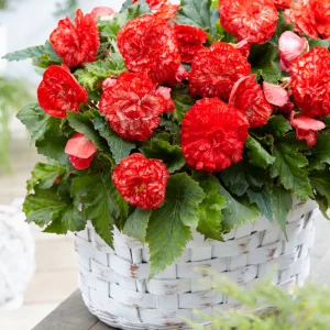Begonia Marmorata