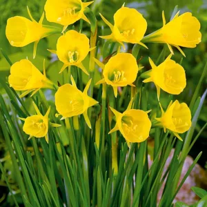 Minipåsklilja bulbocodium Golden Bells