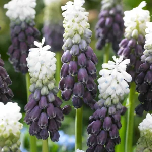 Muscari Grape Ice (Druvhyacint)