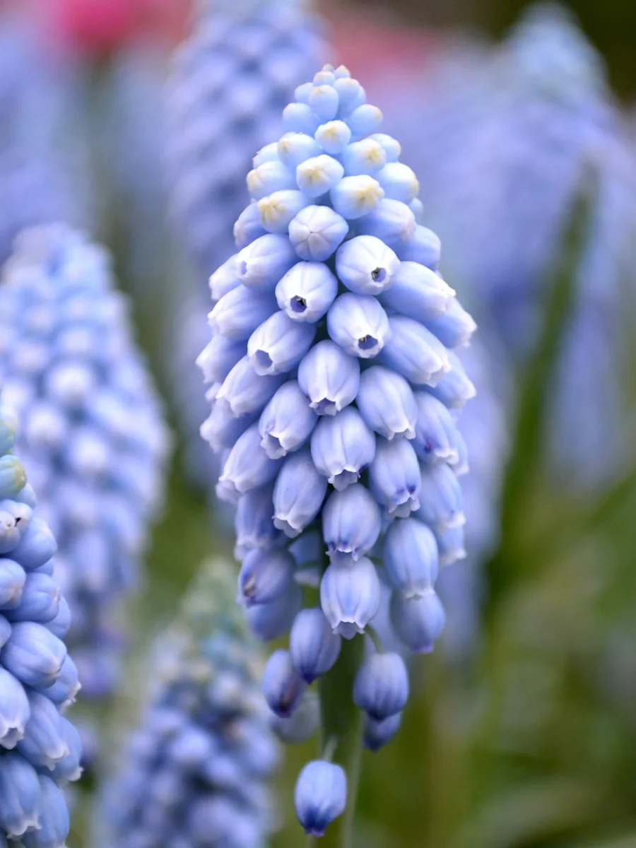 Muscari Valerie Finnis (Druvhyacint) - Bild 2