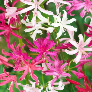 Nerine Bowdenii Breeders Blend
