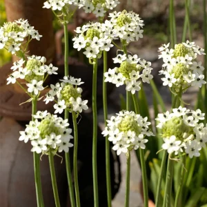 Ornithogalum Arabicum (Arabisk Stjärnlök)
