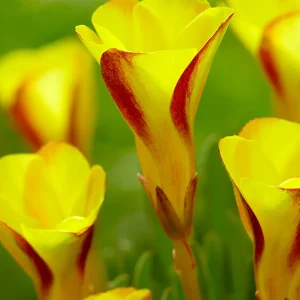 Lyckoklöver Golden Cape (Oxalis)