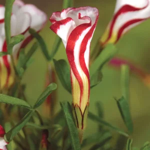 Lyckoklöver 'Versicolor' (Oxalis)