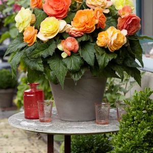 Begonia Pastel Compacta Blandad