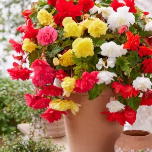 Begonia Pendula Blandad