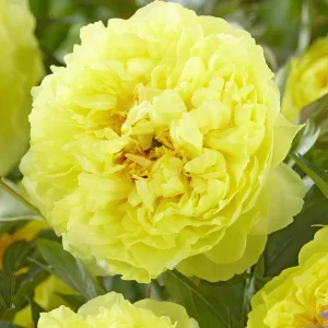 Pion Bartzella