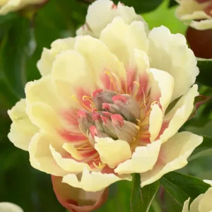 Pion Border Charm