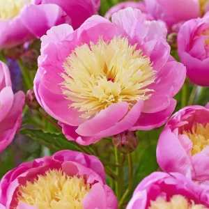 Pion Bowl of Beauty