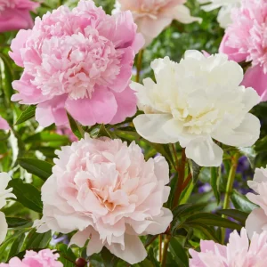 Pion 'Bridal Bouquet Kollektion'