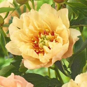 Pion Canary Brilliants