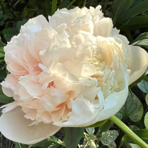 Pion 'Colonel Owen Cousins'