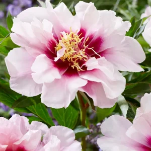 Pion Cora Louise