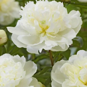 Pion Duchesse de Nemours