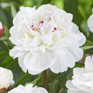 Pion Festiva Maxima