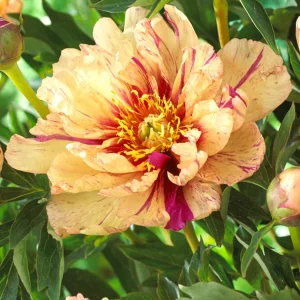 Pion 'Lollipop'