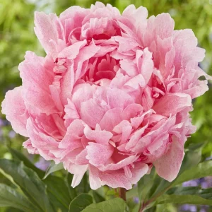 Pion Pietertje Vriend Wagenaar
