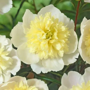 Pion Primevère