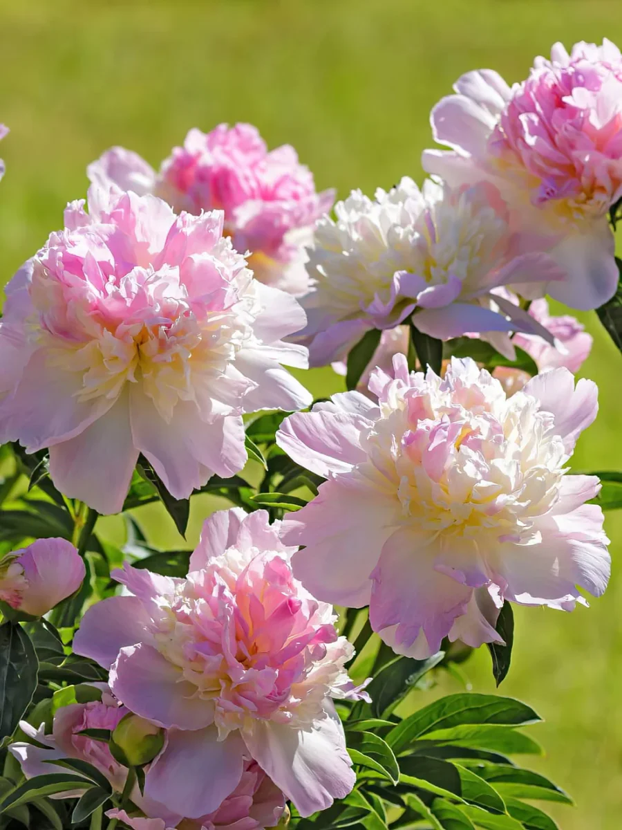 Pion Raspberry Sundae - Bild 5