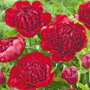 Pion Red Charm