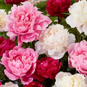Pion Rosette Kollektion
