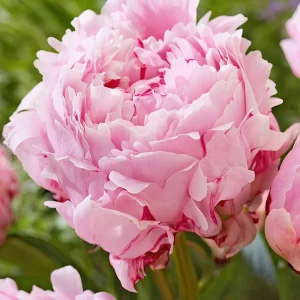 Pion Sarah Bernhardt