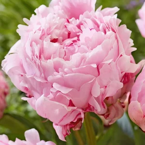 Pion Sarah Bernhardt