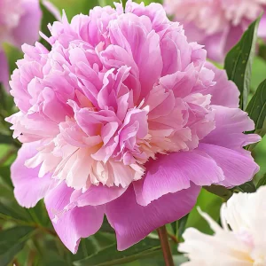 Pion Sorbet