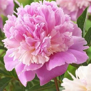 Pion Sorbet