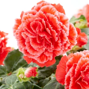 Begonia Picotee Lace Red