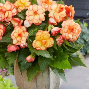 Begonia Picotee Sunburst