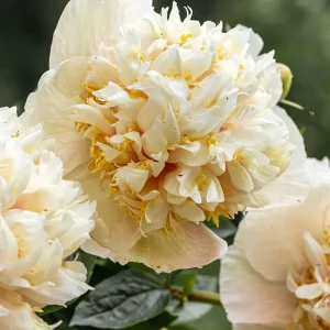 Pion Quitzin