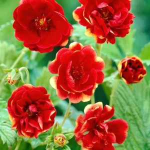Fingerört Arc en Ciel (Potentilla)