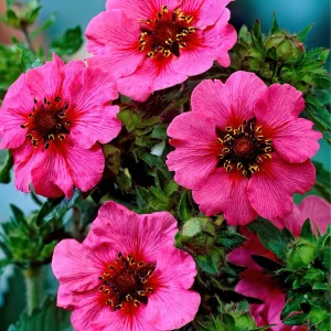 Fingerört Miss Willmott (Potentilla)