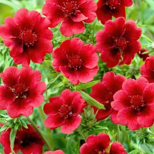Fingerört Monarch’s Velvet (Potentilla)