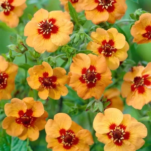 Fingerört Tonguei (Potentilla)
