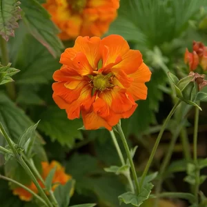 Fingerört William Rollison (Potentilla)