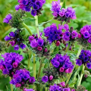 Pulmonaria EB Anderson (lungört)