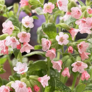Pulmonaria Pierre's Pure Pink (lungört)