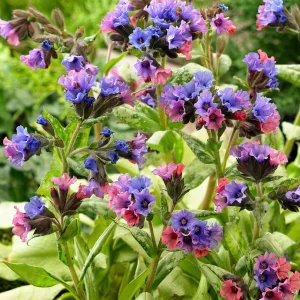 Pulmonaria Silver Bouquet (lungört)