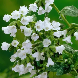 Pulmonaria Sissinghurst White (lungört)