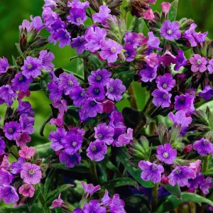Pulmonaria Smokey Blue (lungört)