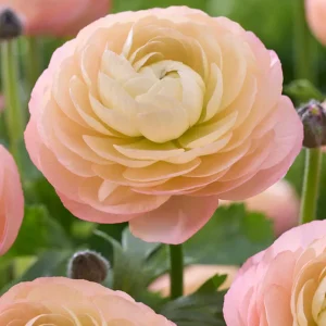 Ranunkel Amandine Pastel Rosa