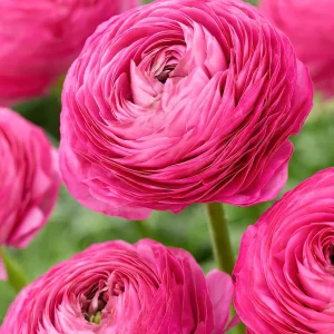Ranunkel Amandine Rosa