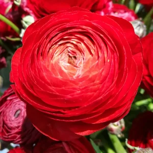 Ranunkel Amandine Scarlet