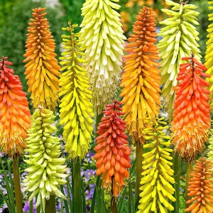 Fackellilja Mix (Kniphofia)