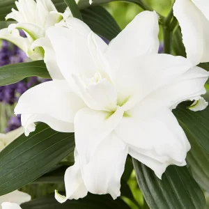 Roselily Angela